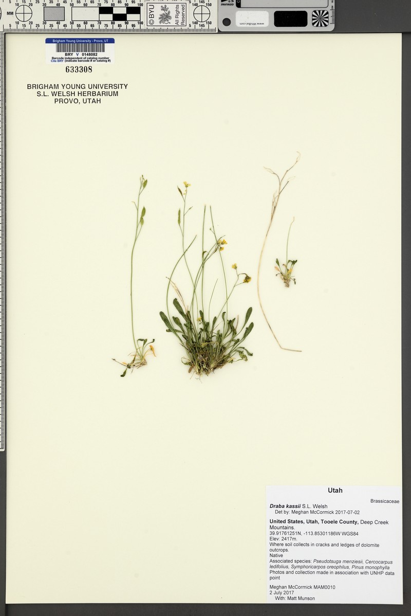 Kass' Draba photo 7