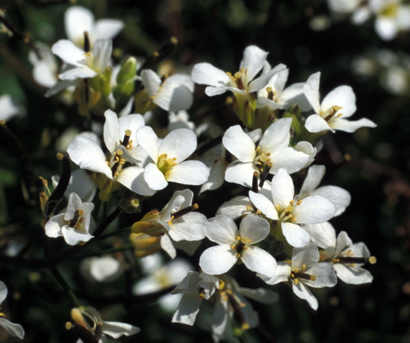 Milky Draba