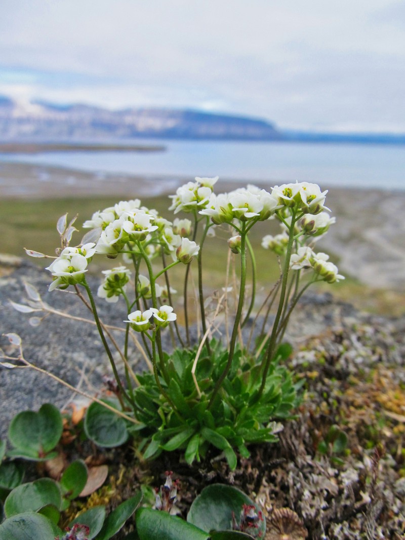 Yakutsk Draba