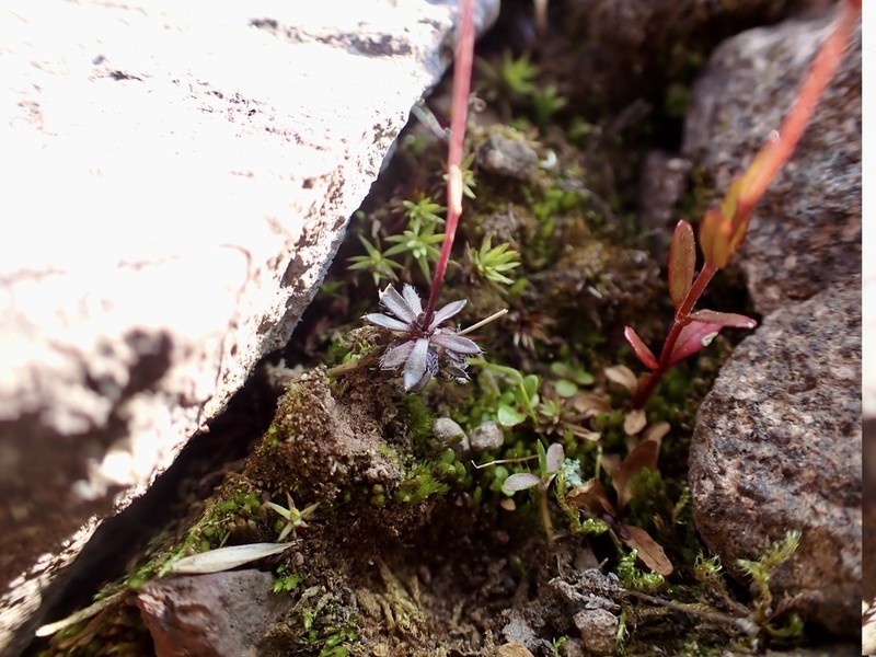 Yakutsk Draba photo 2