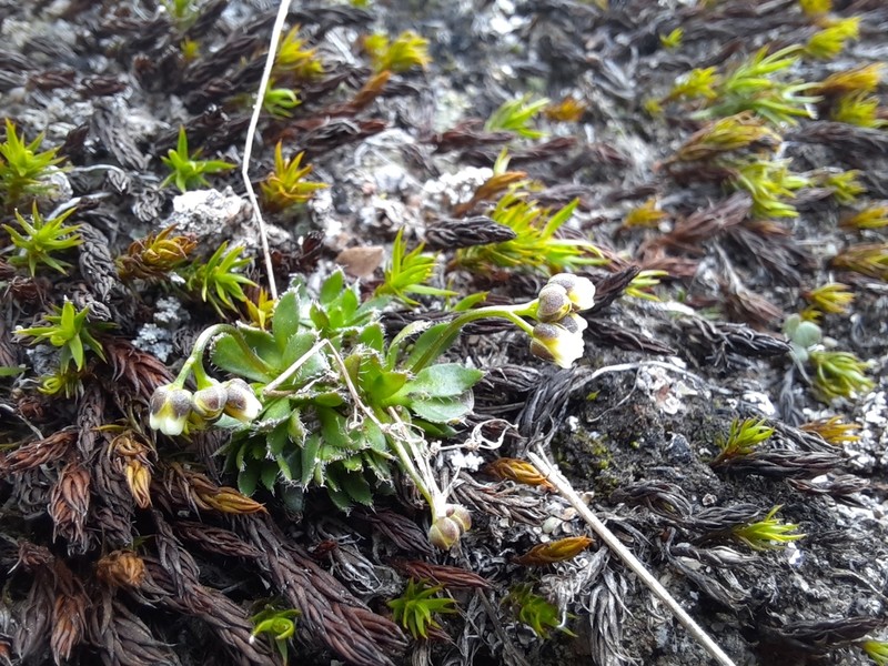 Yakutsk Draba photo 3