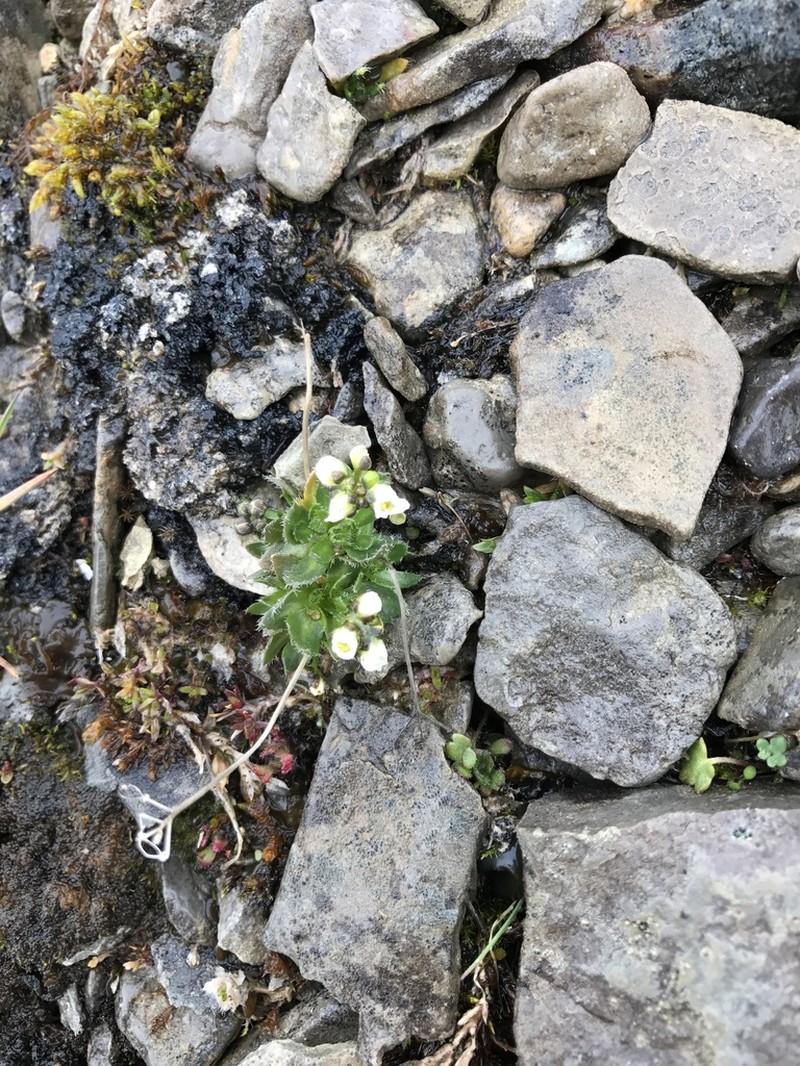 Yakutsk Draba photo 6