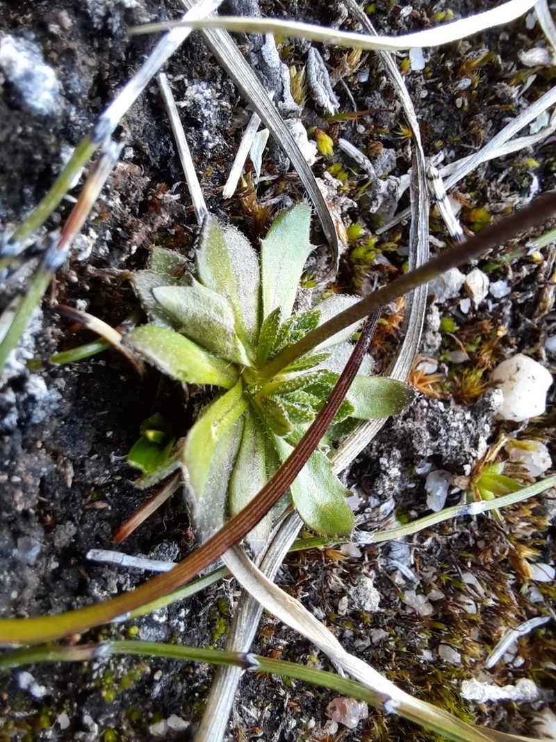 Yakutsk Draba photo 7