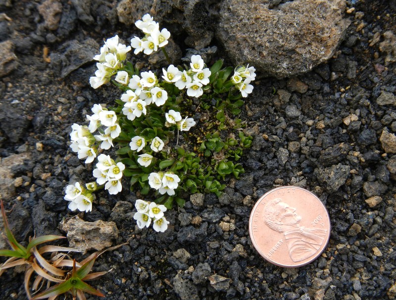Milky Draba photo 4