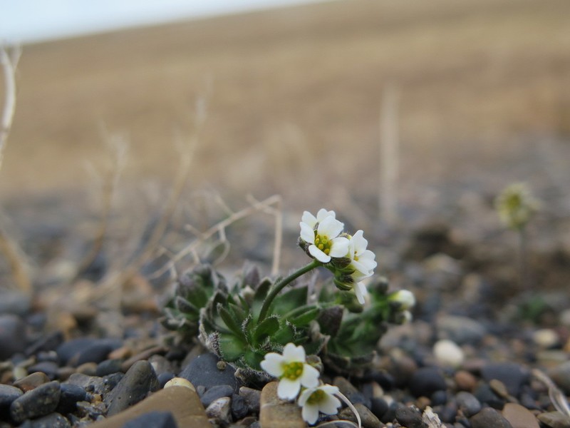 Milky Draba photo 5