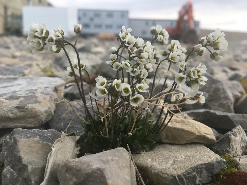 Milky Draba photo 8