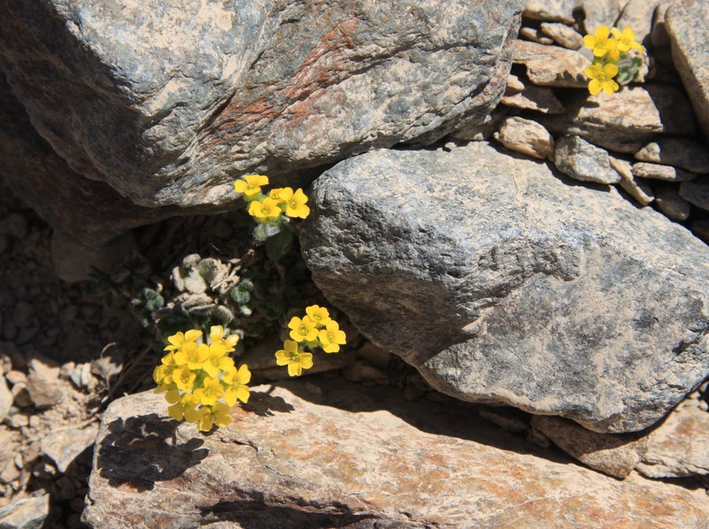 Granite Draba