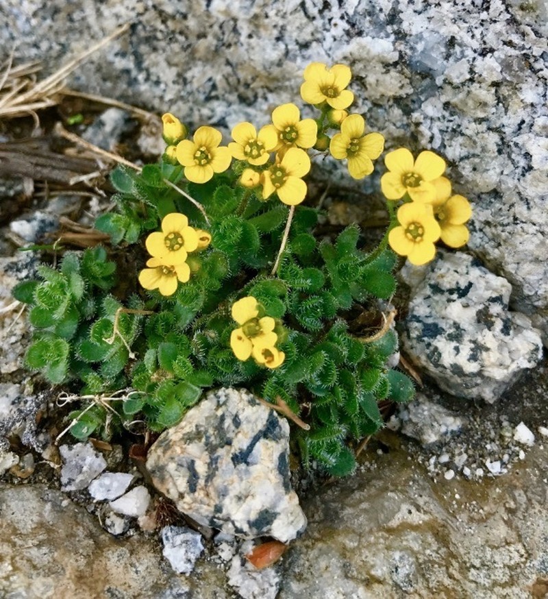 Granite Draba