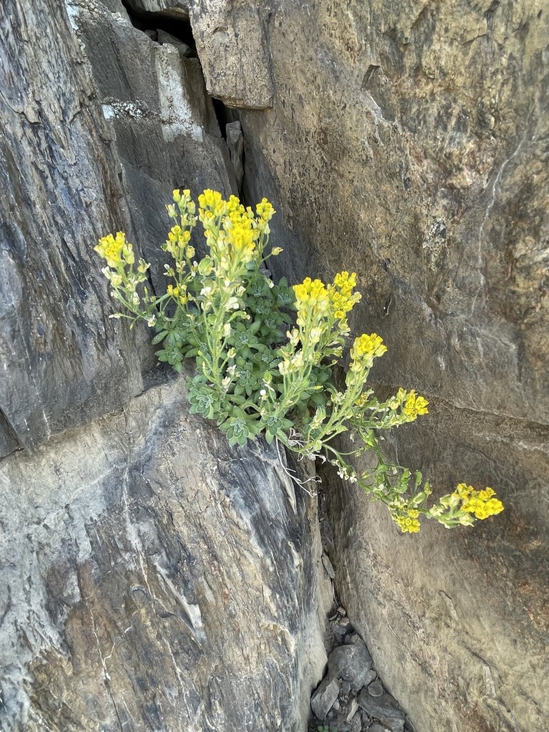 Granite Draba photo 2