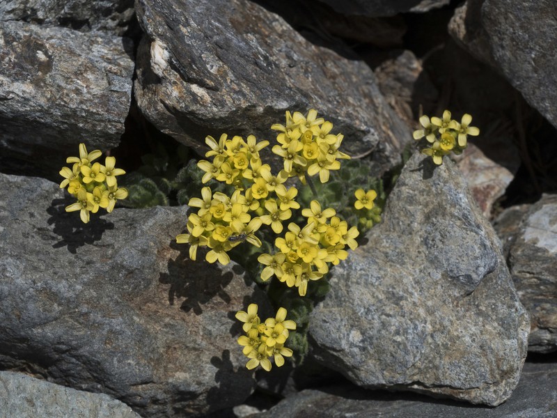 Granite Draba photo 3