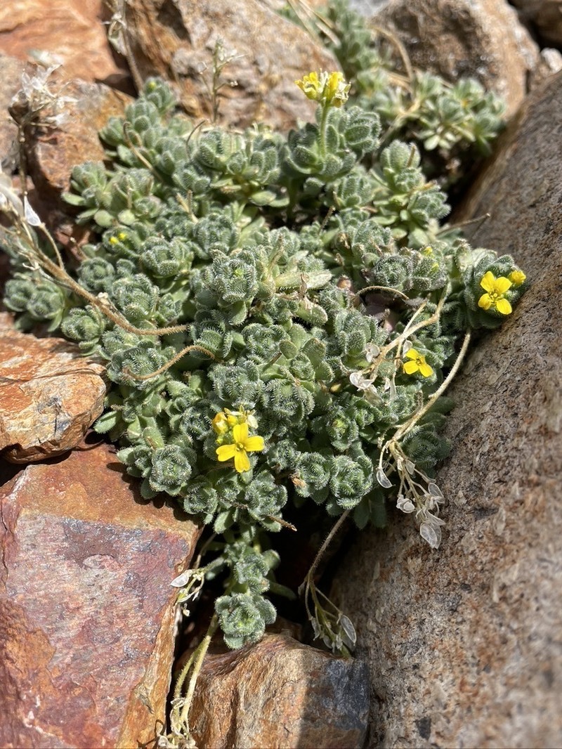 Granite Draba photo 4
