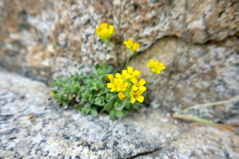 Granite Draba photo 5