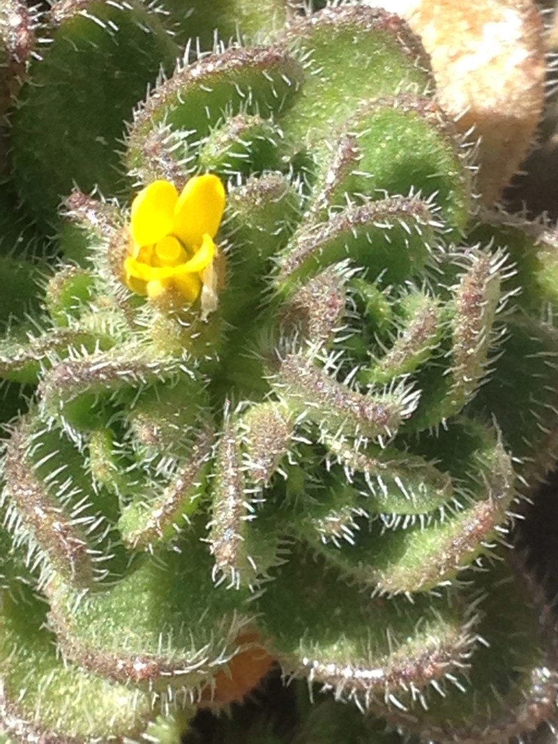 Granite Draba photo 6