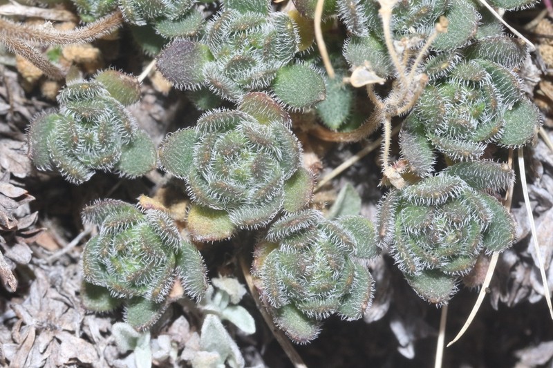 Granite Draba photo 7