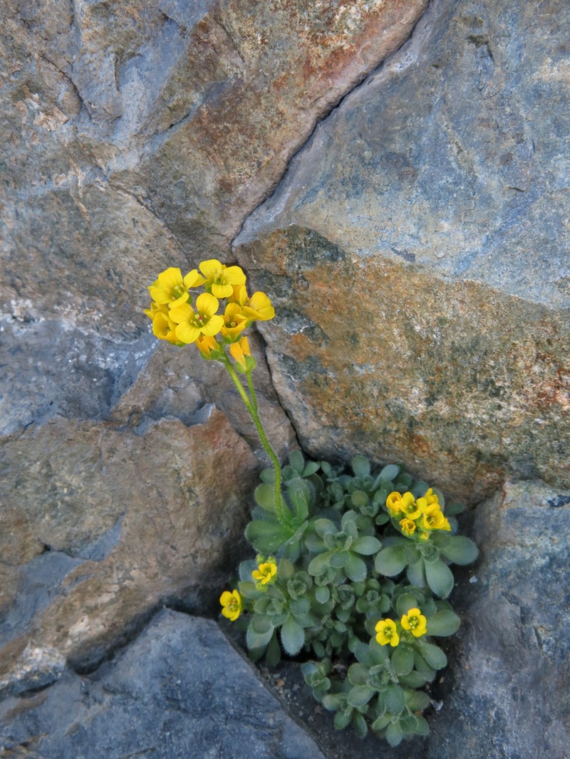 Granite Draba photo 8