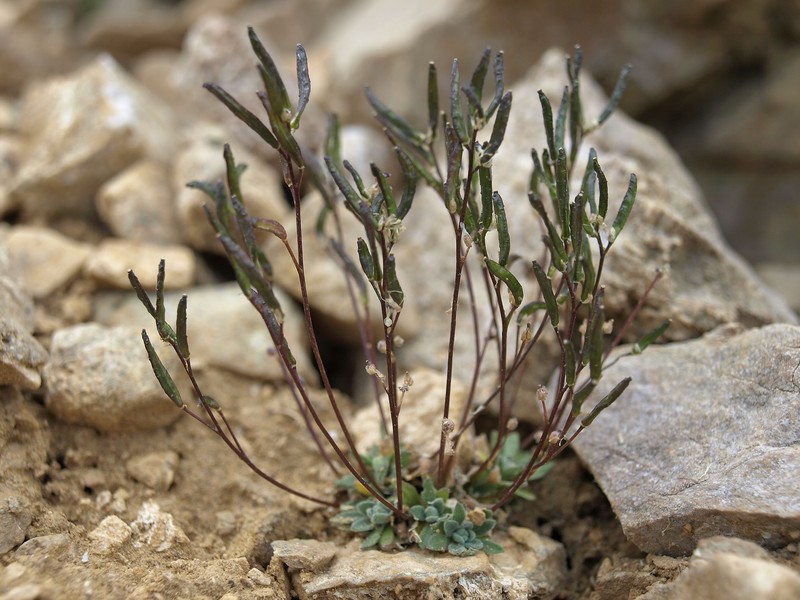 Lancepod Draba