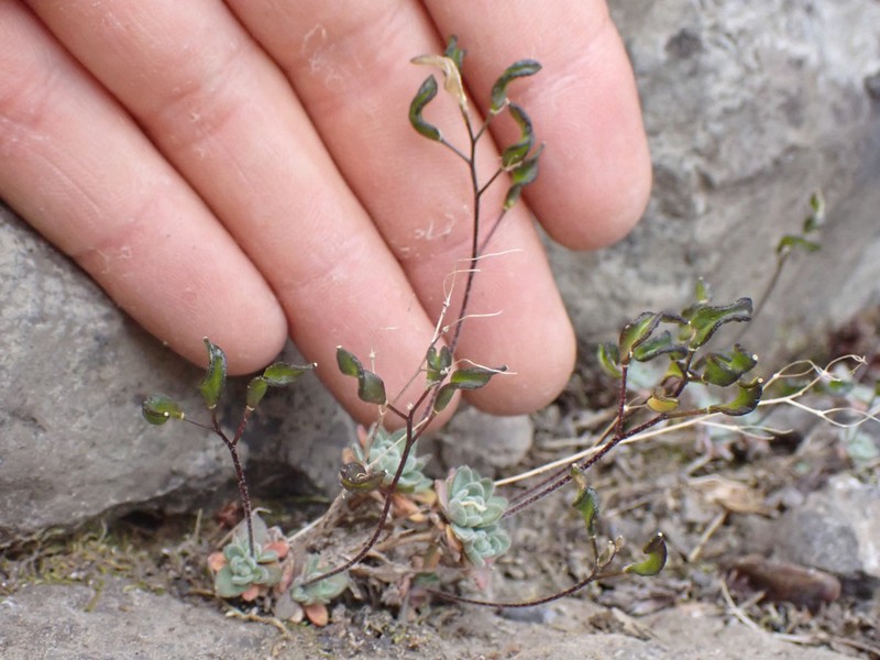 Lancepod Draba