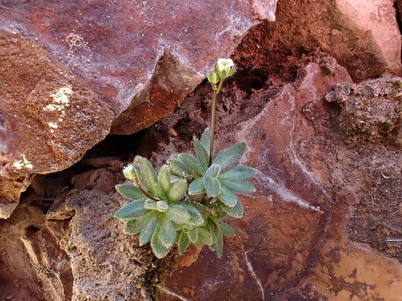 Lancepod Draba photo 2