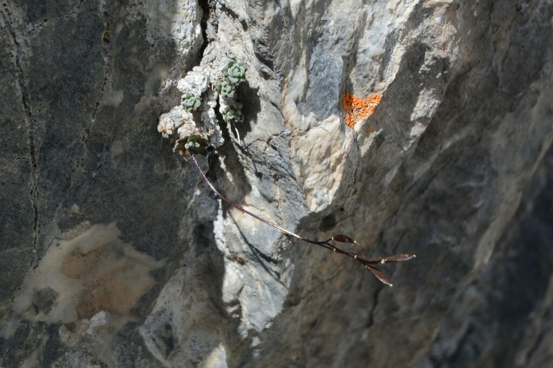 Lancepod Draba photo 3