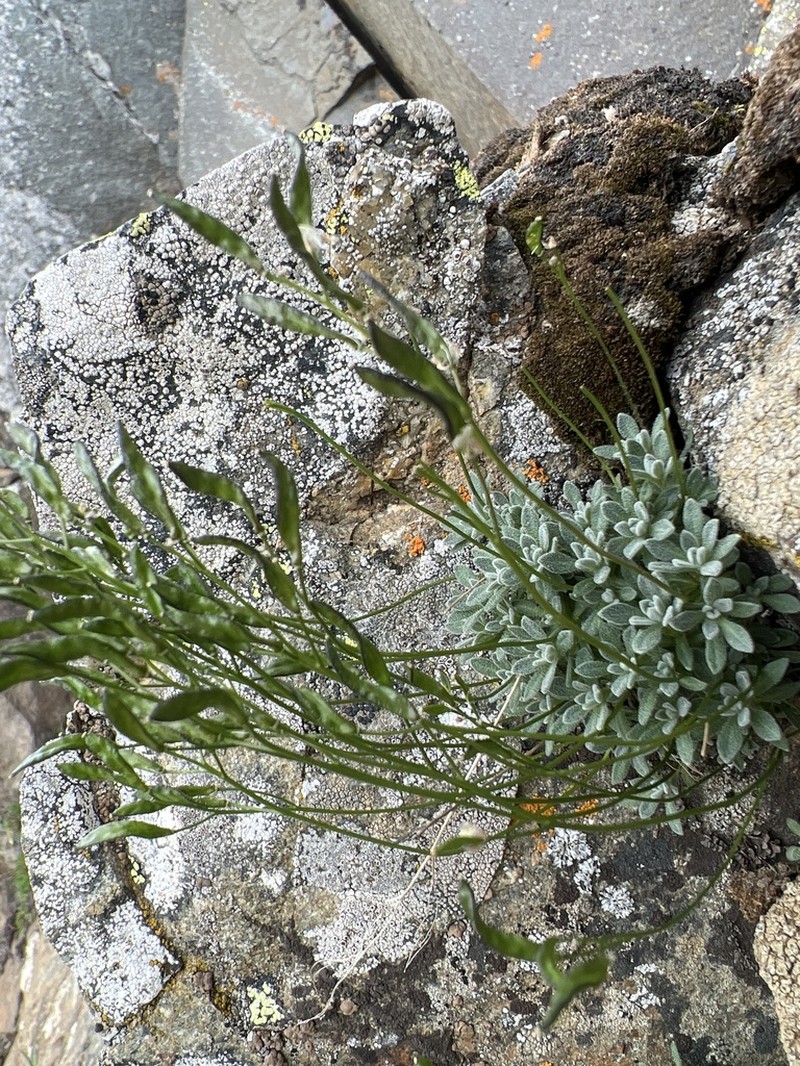 Lancepod Draba photo 4