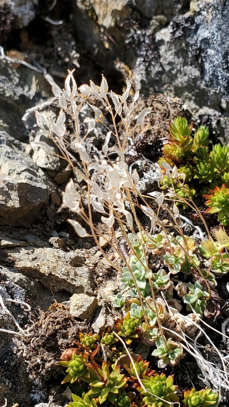 Lancepod Draba photo 5