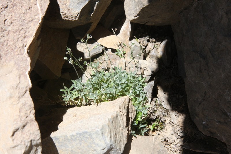 Lancepod Draba photo 6