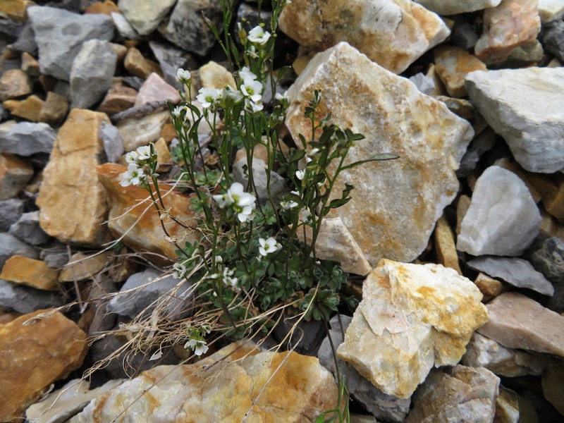 Lancepod Draba photo 7