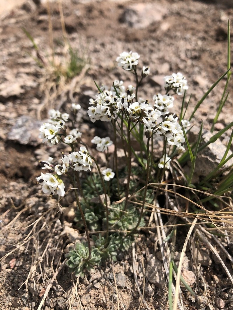 Lancepod Draba photo 8