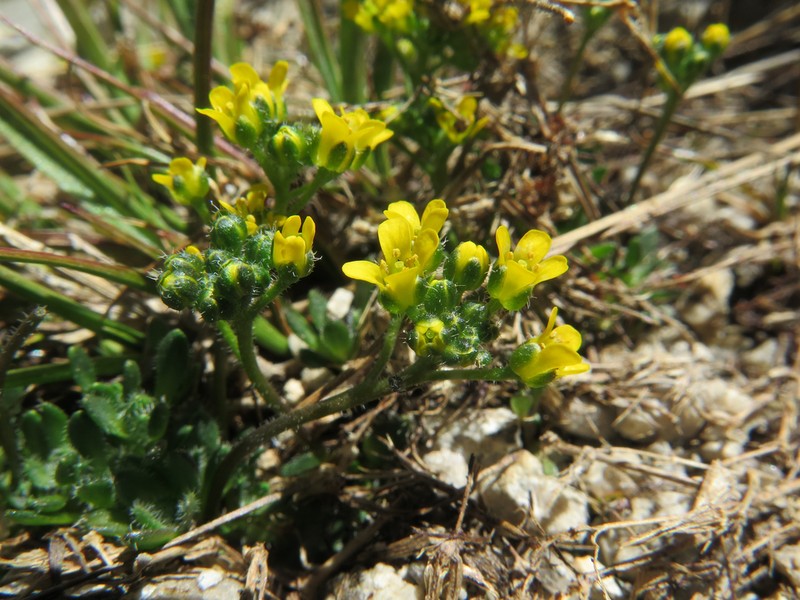 Draba longisquamosa photo 2