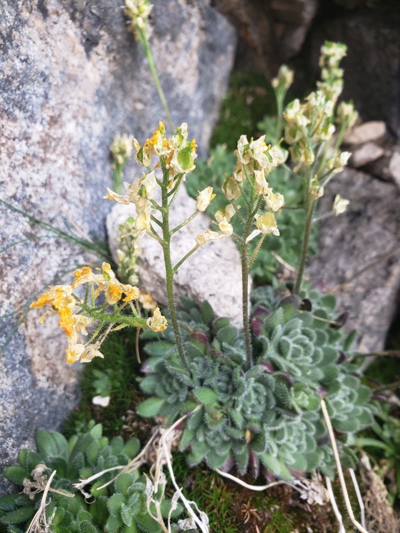 Draba longisquamosa photo 3