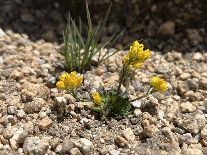 Draba longisquamosa photo 5