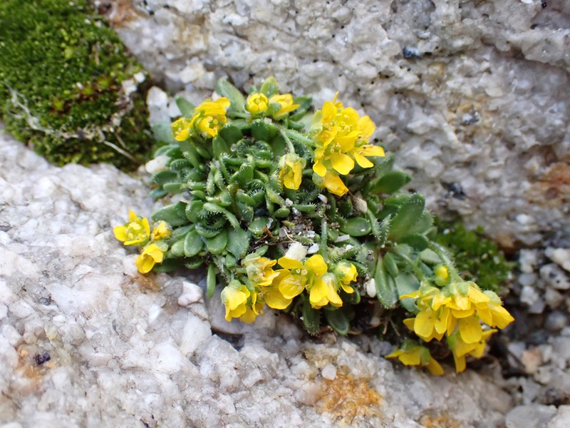 Draba longisquamosa photo 6