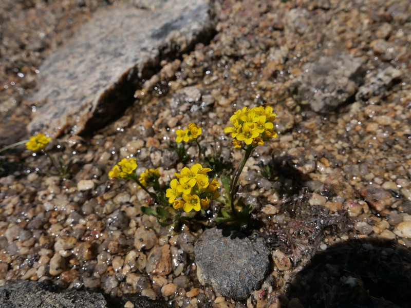 Draba longisquamosa photo 8