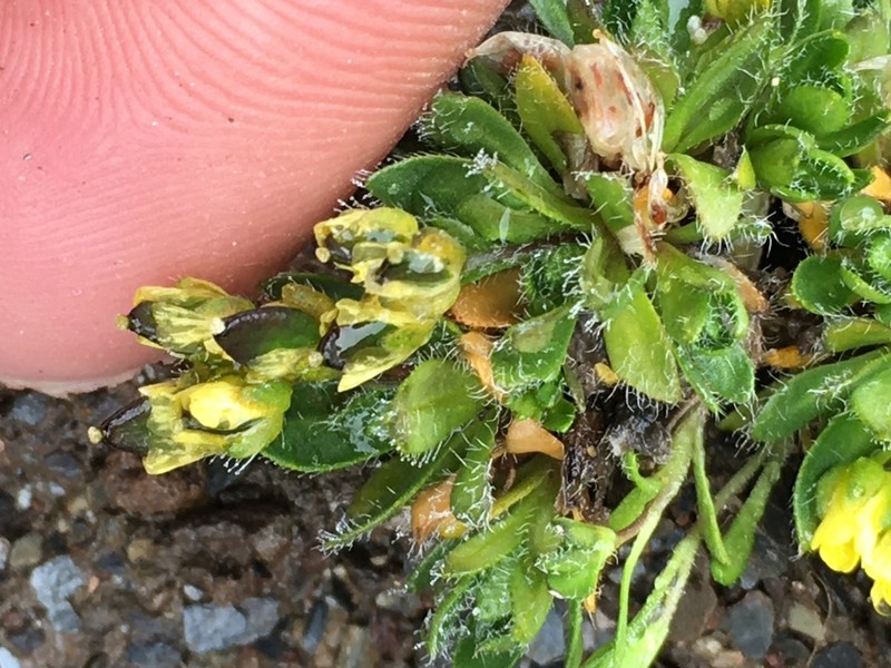Macoun's Draba