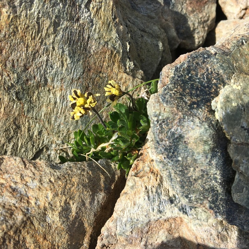 Macoun's Draba photo 2
