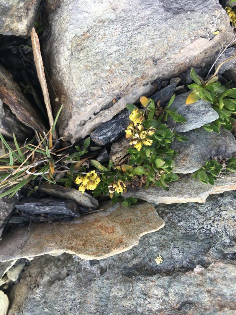 Macoun's Draba photo 4