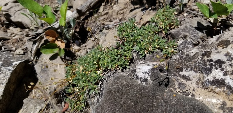 Maguire's Draba photo 2