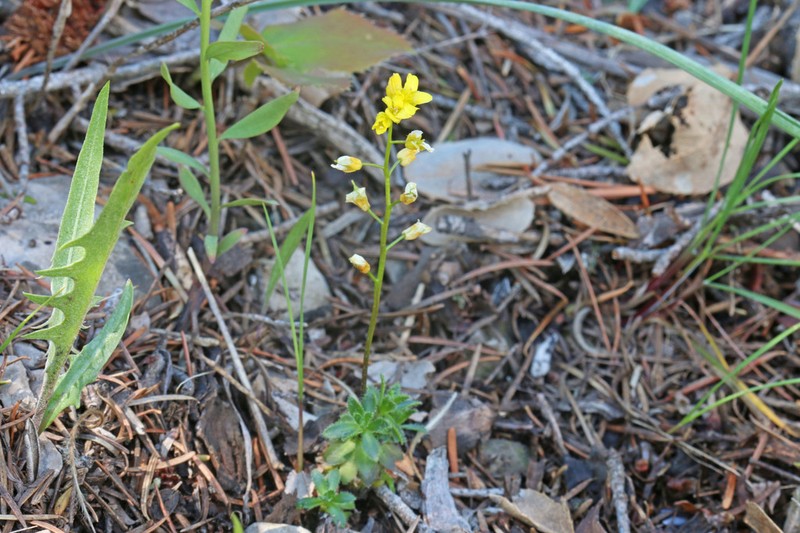 Maguire's Draba photo 3