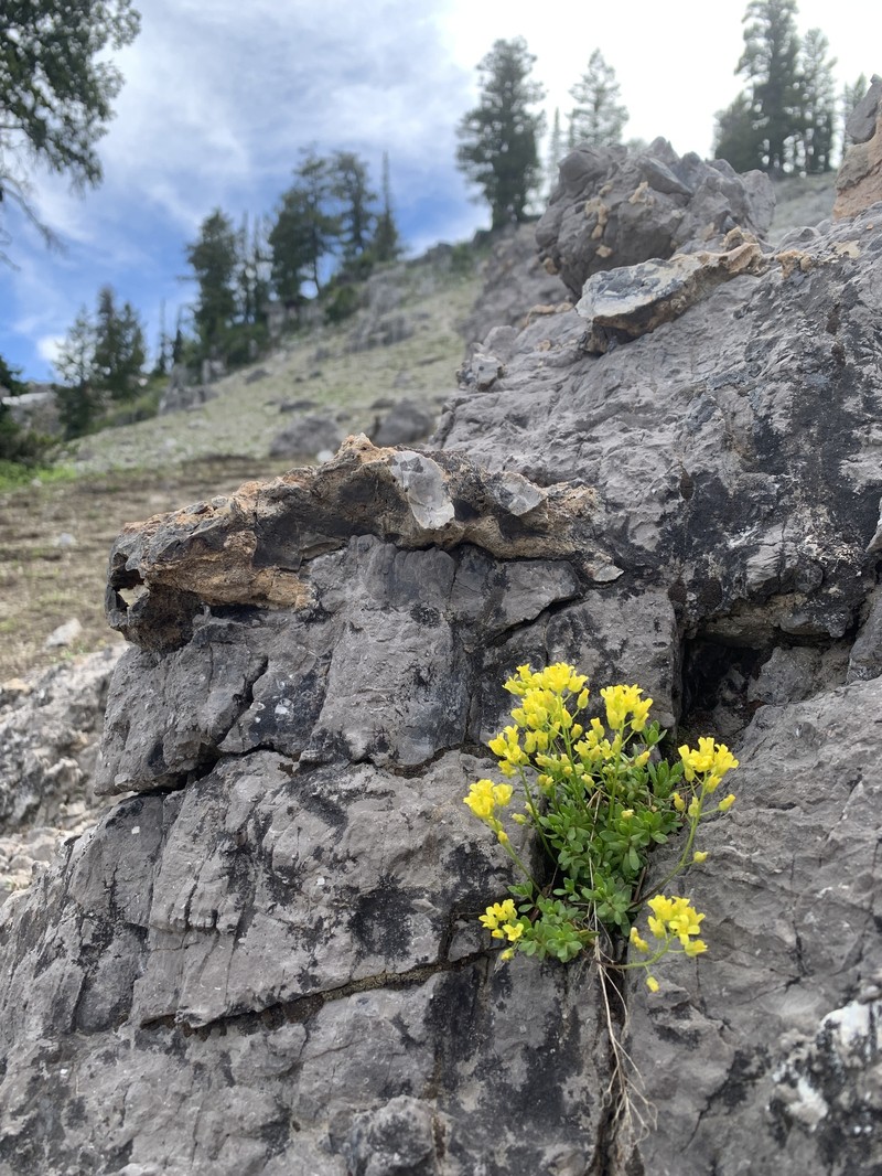 Maguire's Draba photo 6