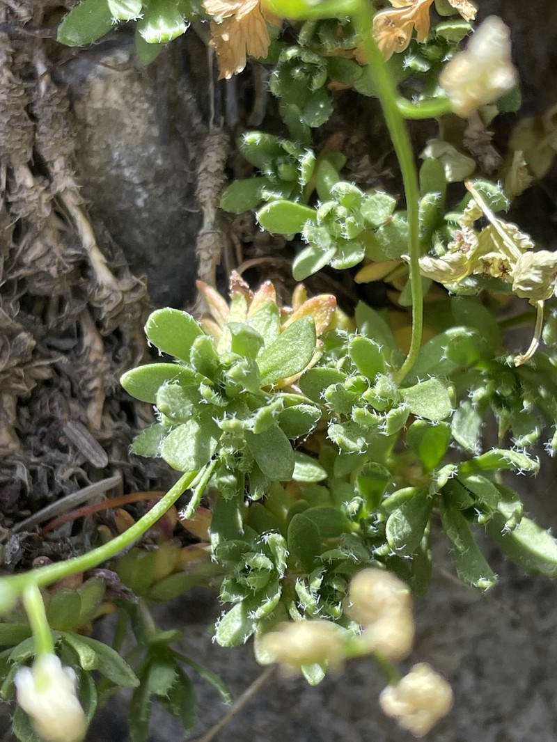 Maguire's Draba photo 7