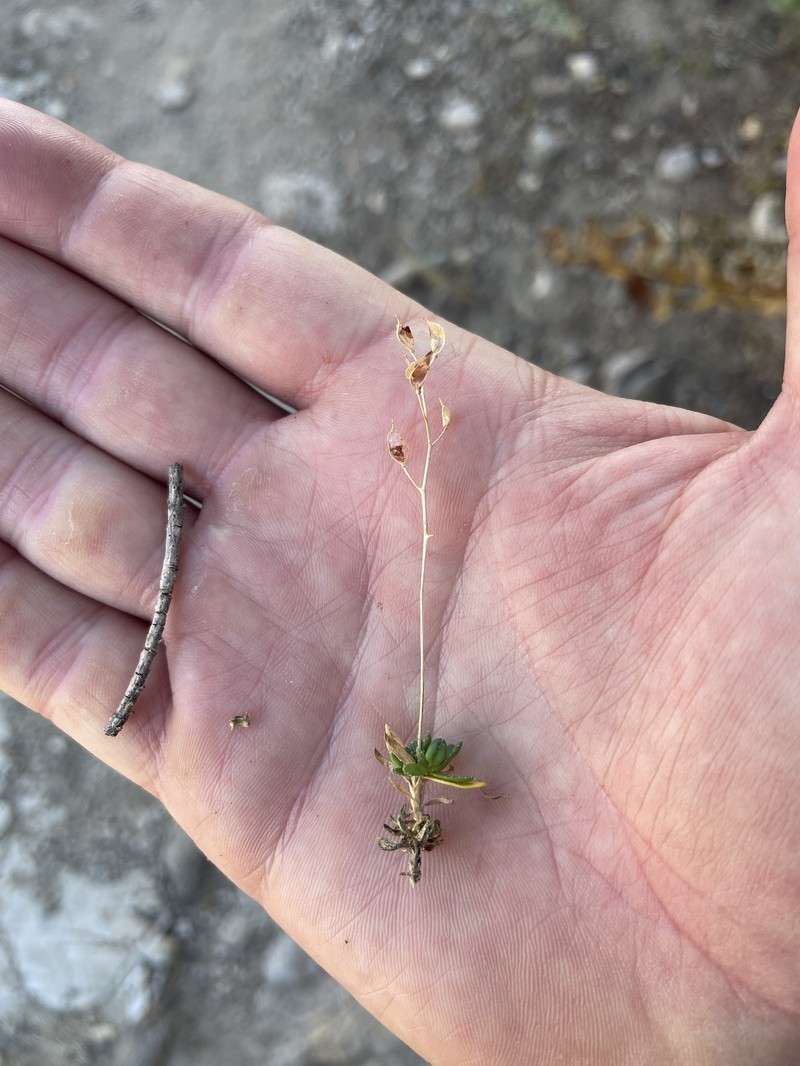Maguire's Draba photo 8