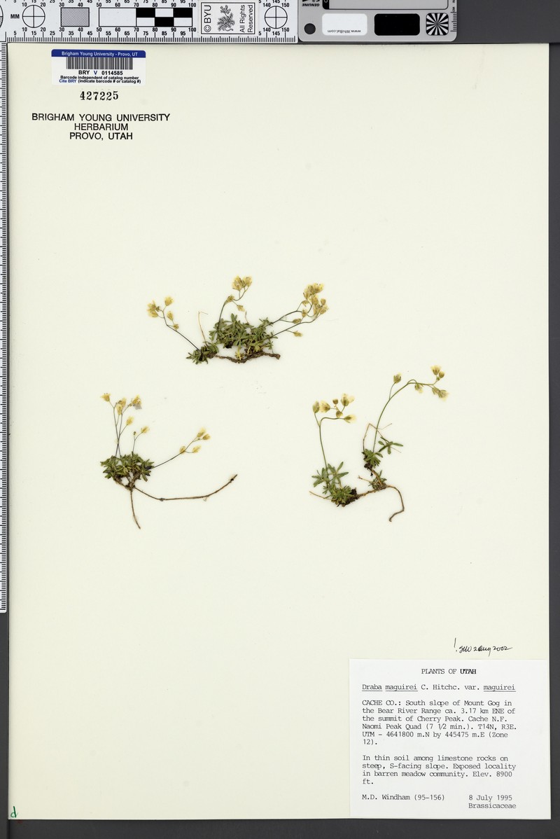 Draba maguirei subsp. maguirei