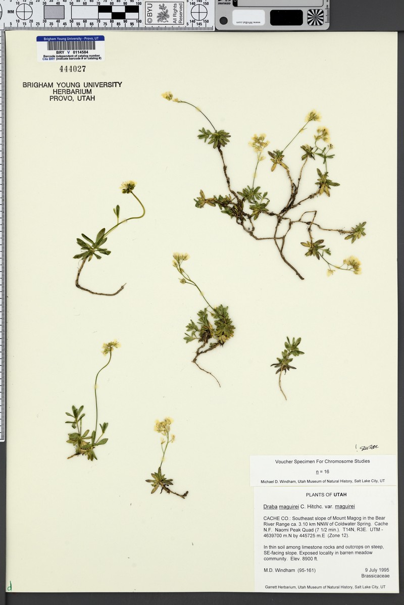Draba maguirei subsp. maguirei photo 2