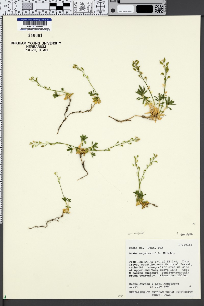 Draba maguirei subsp. maguirei photo 3
