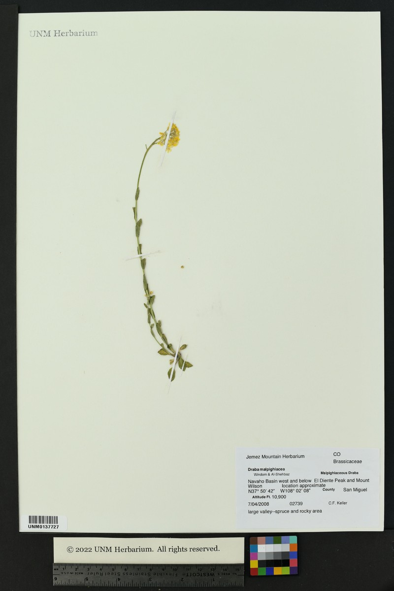 Draba malpighiacea