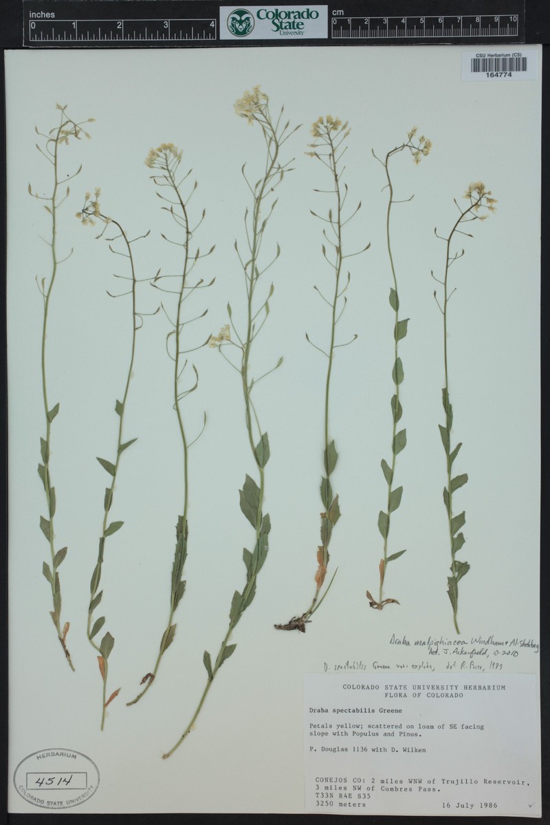 Draba malpighiacea photo 2