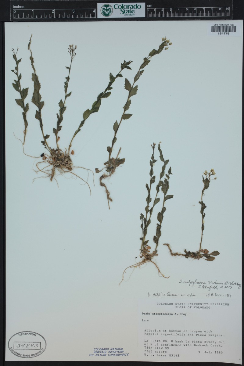 Draba malpighiacea photo 3