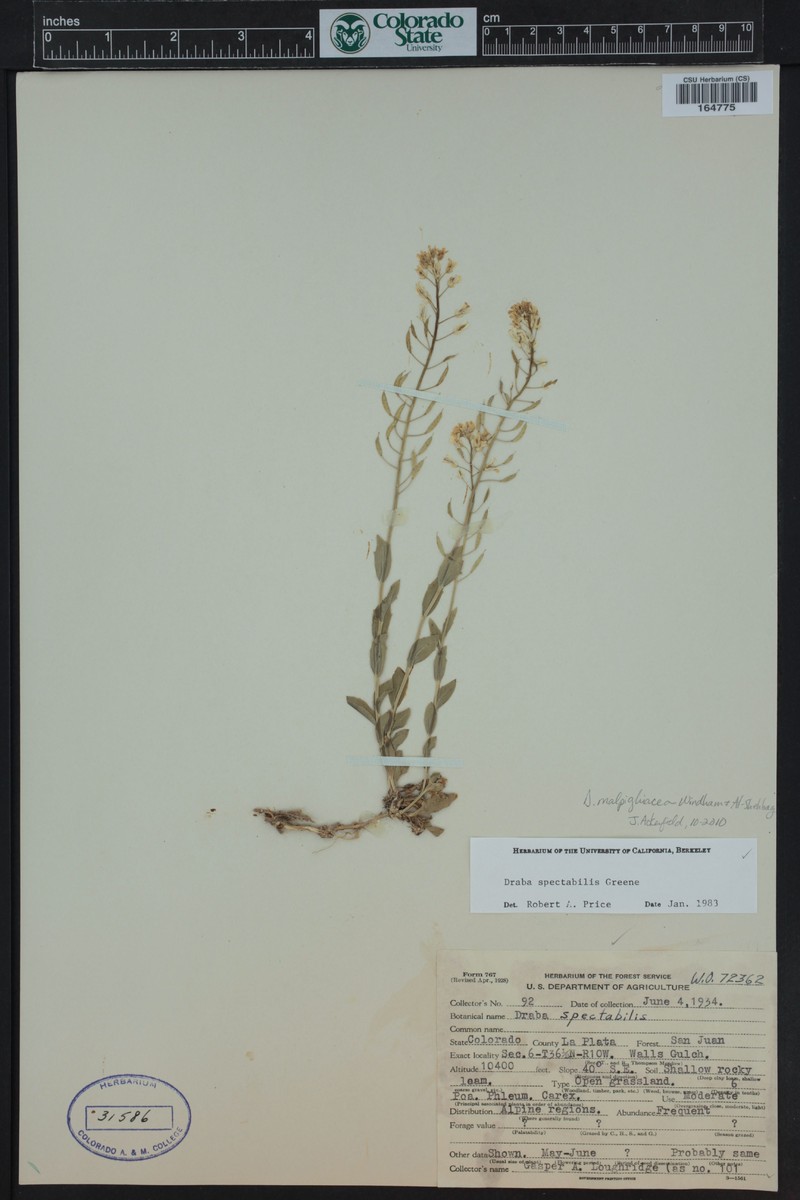 Draba malpighiacea photo 4