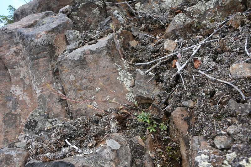 Draba metaarctica photo 2