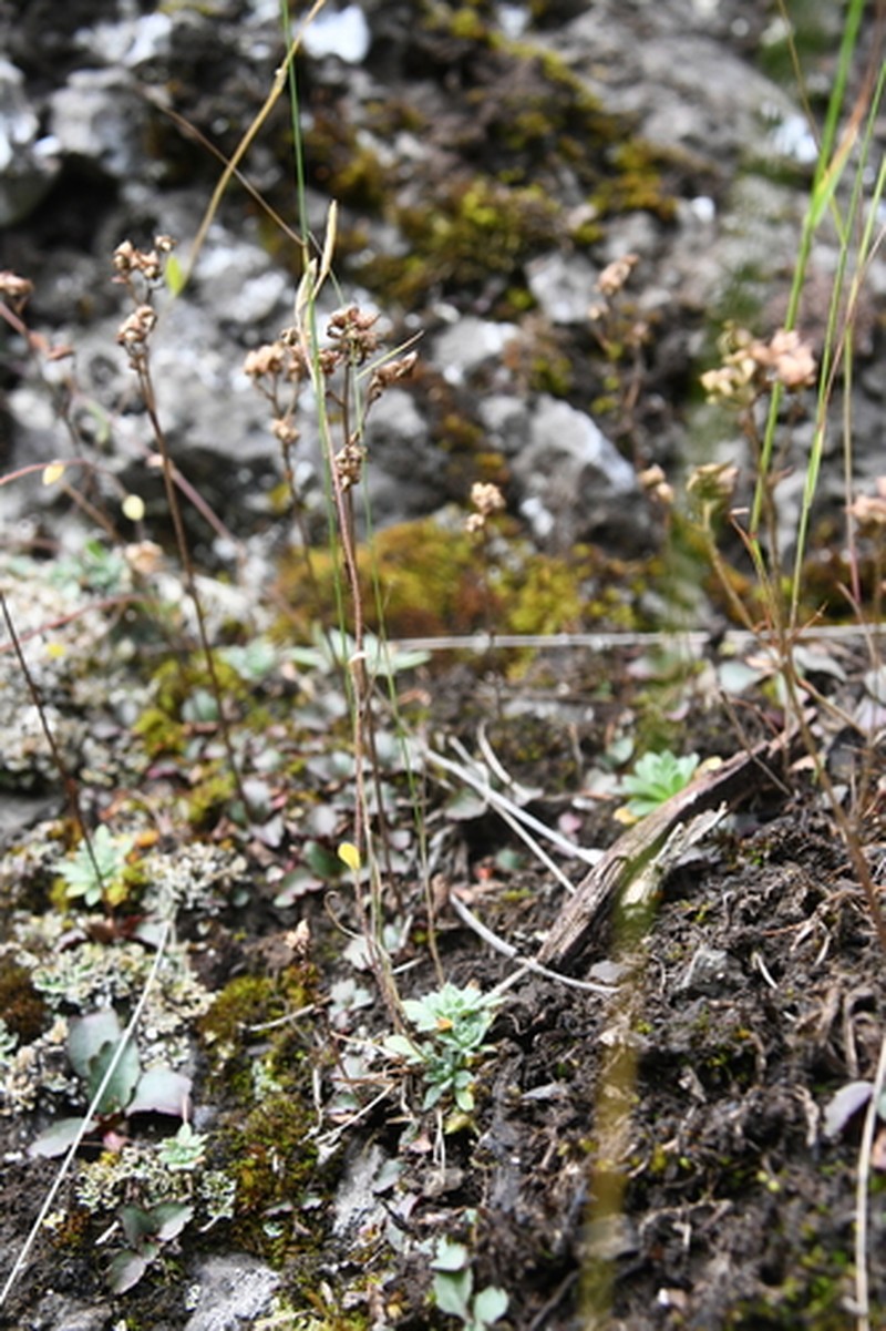 Draba metaarctica photo 4